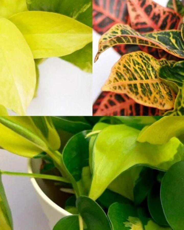CitySens 3er-Pack Freude Limette