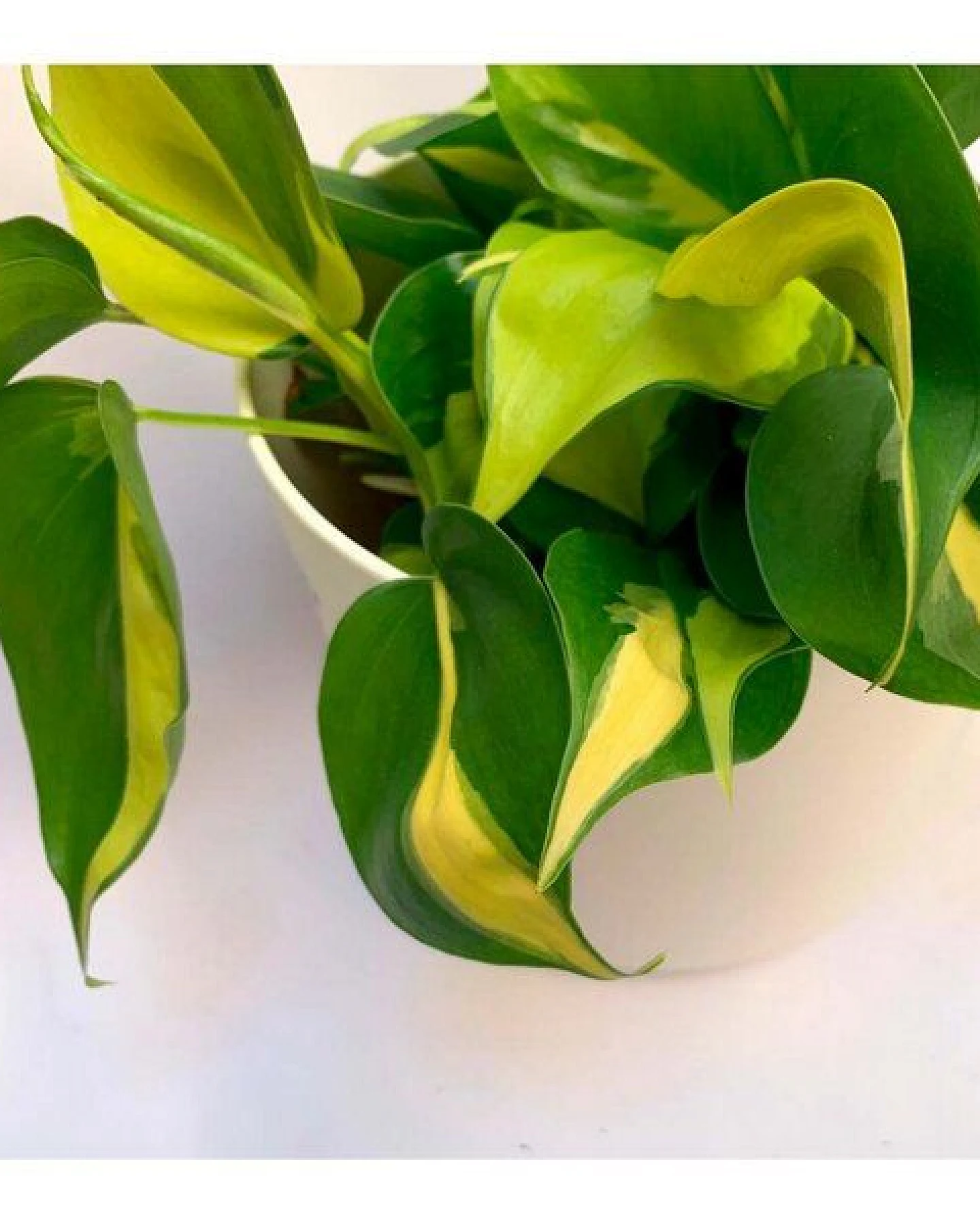 CitySens 3er-Pack Freude Limette – Ansicht 3