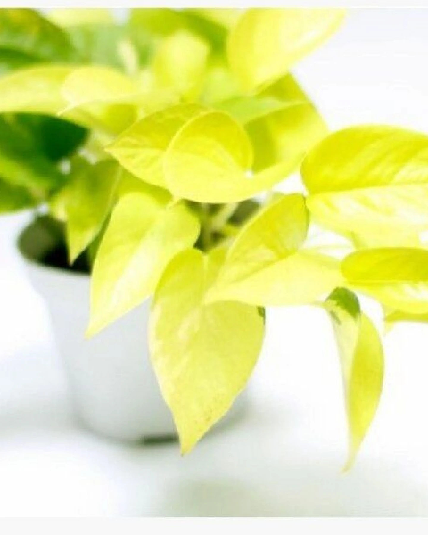 CitySens 3er-Pack Freude Limette – Ansicht 4