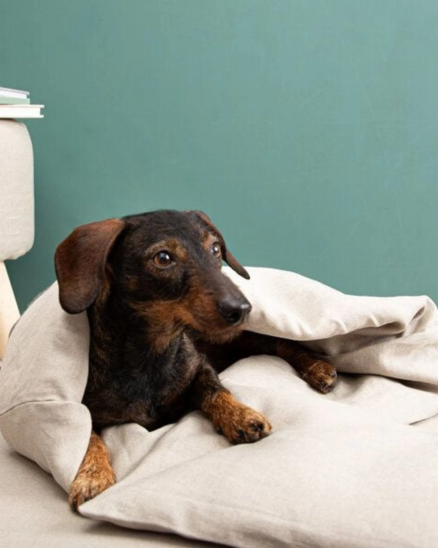 nahtur-design Komfortkissen für den Kuschelsack für Hunde – Ansicht 4