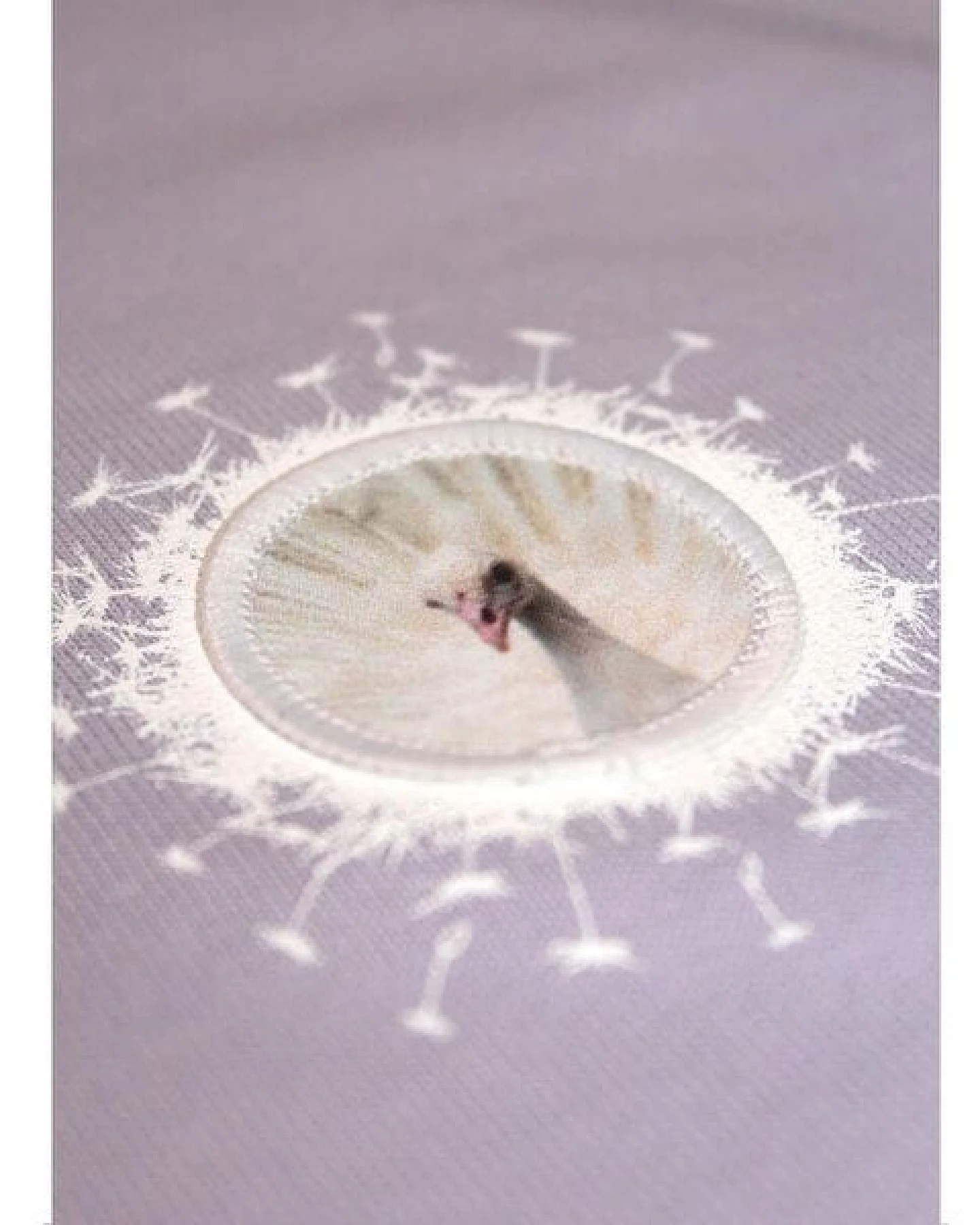 FÄDD Damen Sweatshirt Pullover aus Bio-Baumwolle "Vau PäP Bätwing" Lila – Ansicht 4