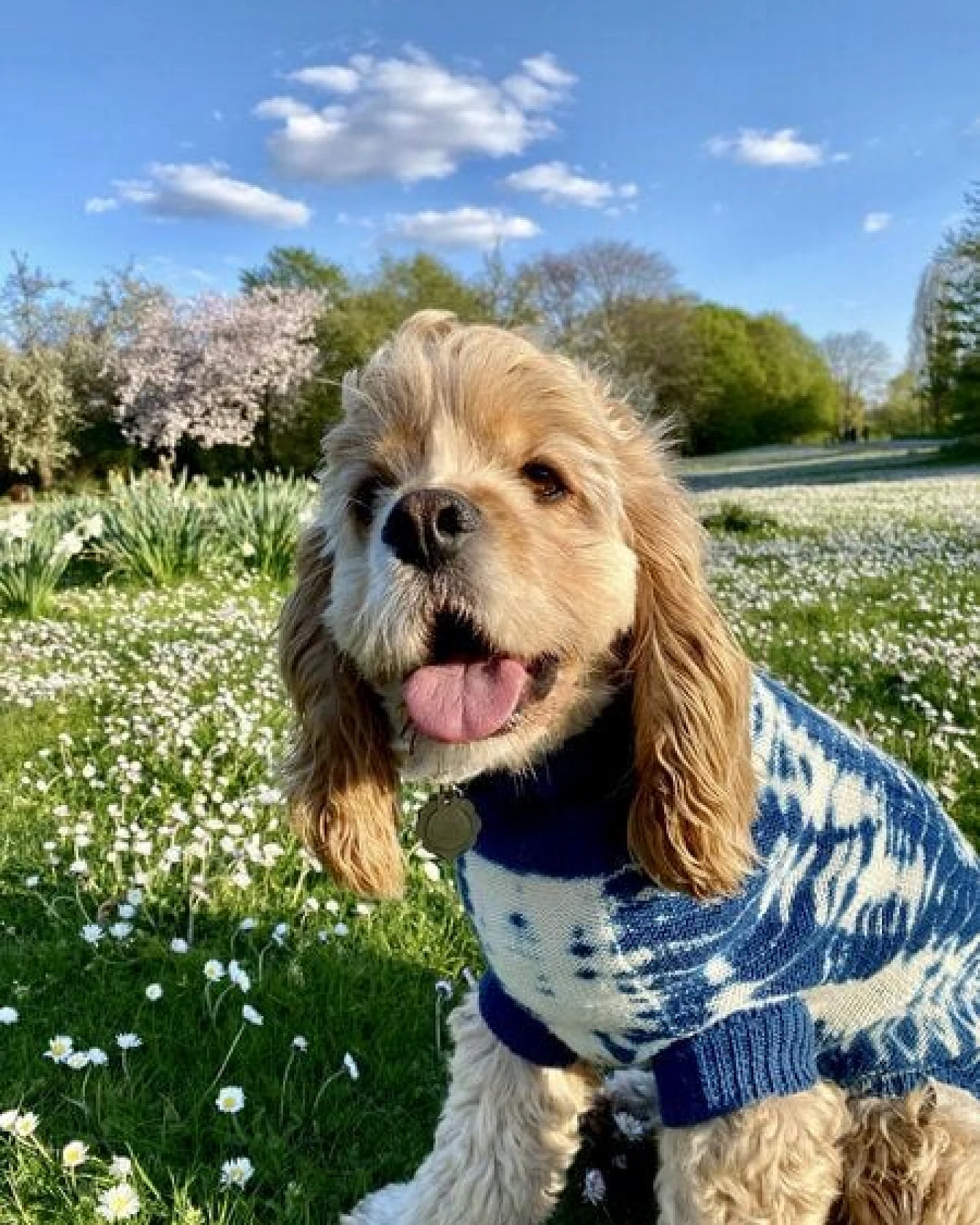 Wooliie Indigo Rift – Handgefertigter Hundepullover aus 100 % Merinowolle mit Zopfmuster & pflanzlicher Färbung – Ansicht 3