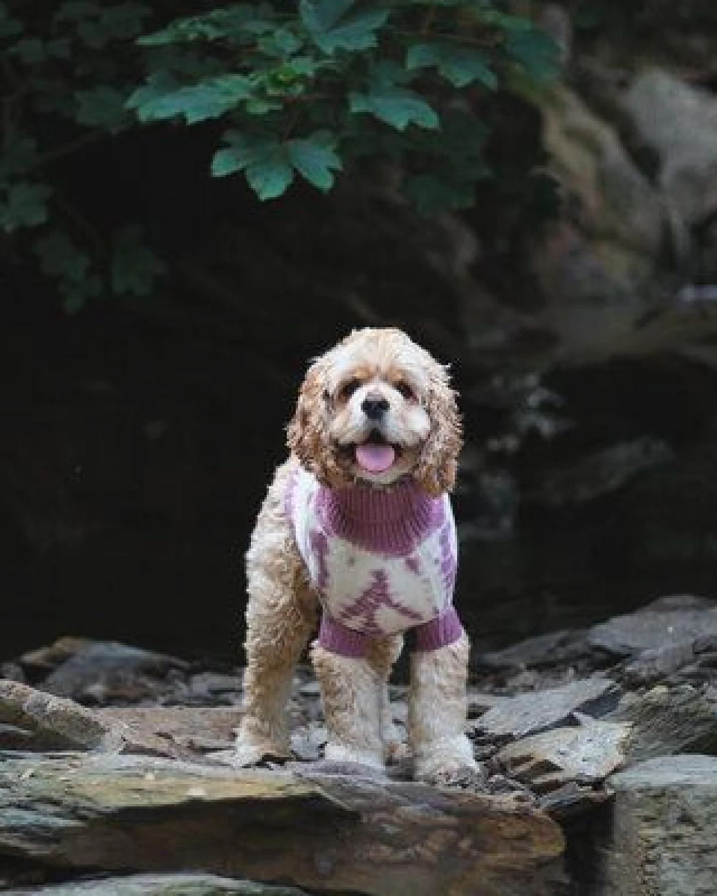 Wooliie Rose Vibe – Handgefertigter Hundepullover aus 100 % Merinowolle, glatt gestrickt & pflanzlich gefärbt – Ansicht 3