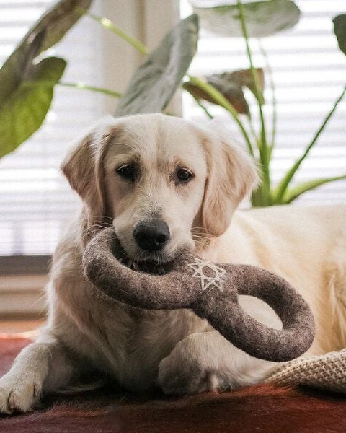 Wooliie Hunde-Spielset aus 100 % naturbelassener Schurwolle – handgefertigt & schadstofffrei (3er-Bundle) - Braided Rope & Ring – Ansicht 3