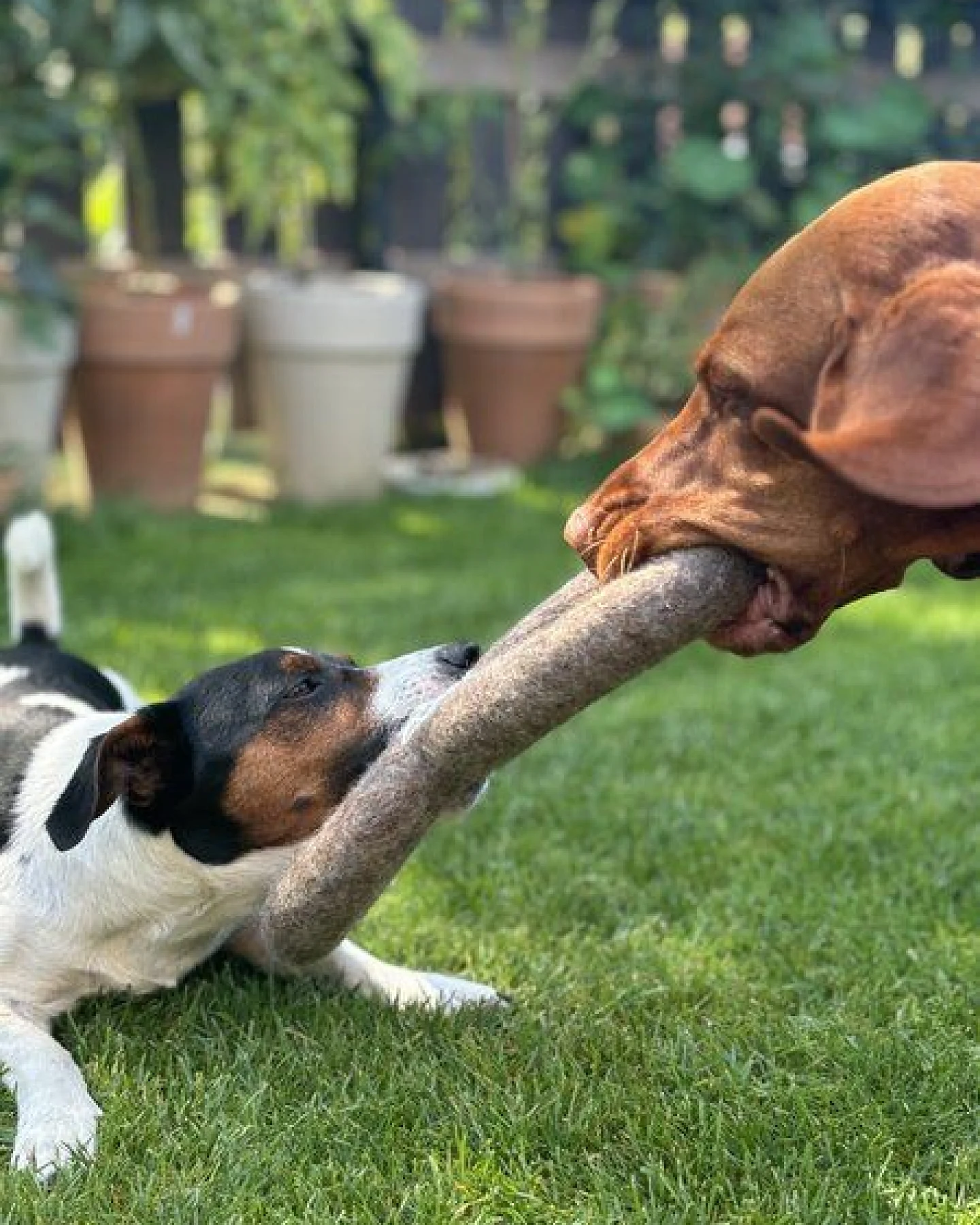 Wooliie Hunde-Spielset aus 100 % naturbelassener Schurwolle – handgefertigt & schadstofffrei (3er-Bundle) - Braided Rope & Ring – Ansicht 4
