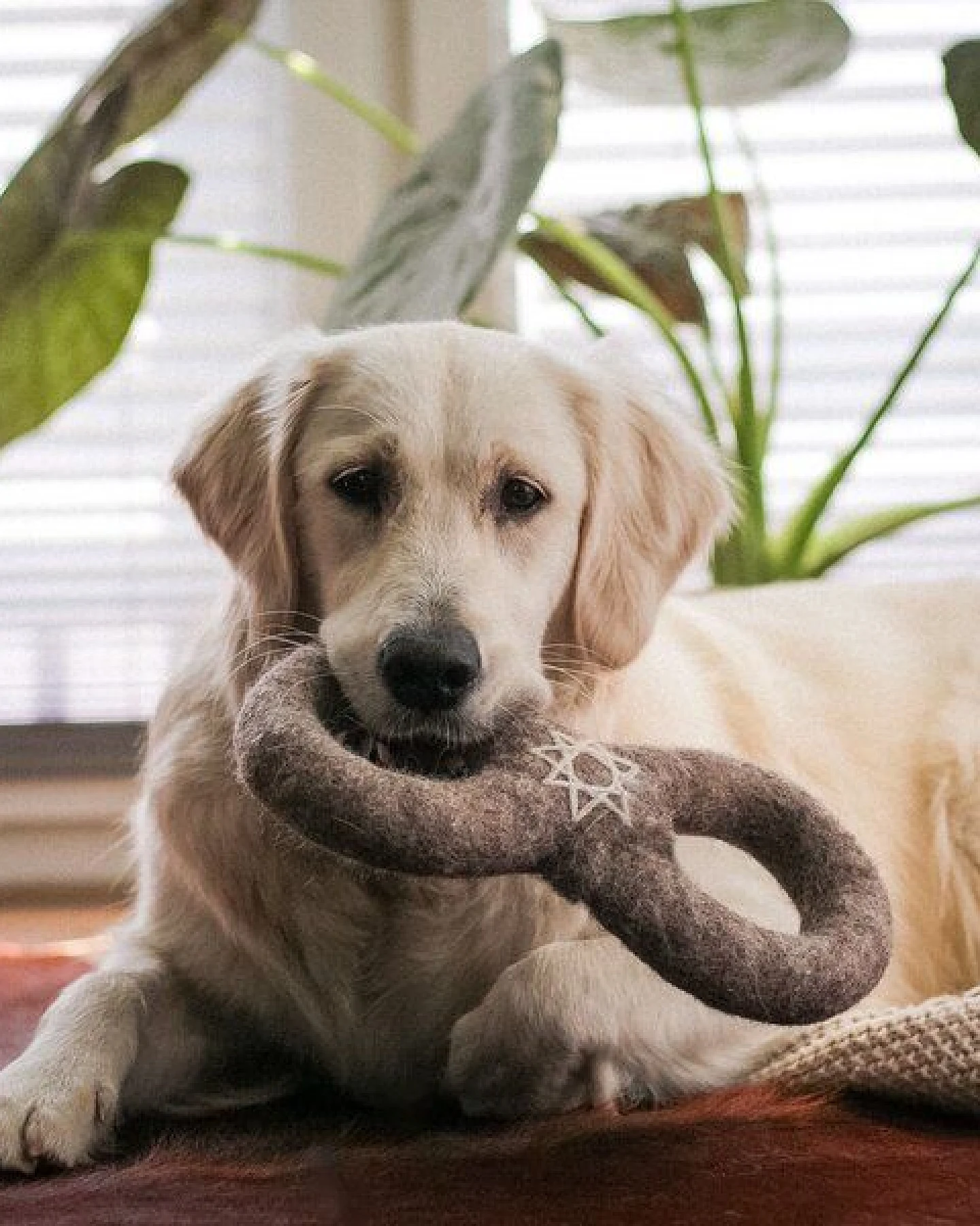 Wooliie Hunde-Spielset aus 100 % naturbelassener Schurwolle – handgefertigt & schadstofffrei (3er-Bundle) - Braided Rope & Ring – Ansicht 3
