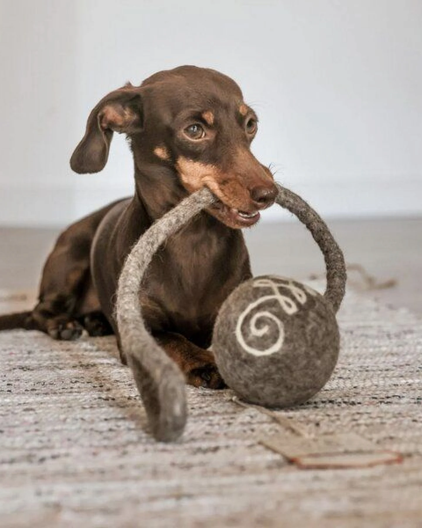Wooliie Hunde-Spielset aus 100 % naturbelassener Schurwolle – handgefertigt & schadstofffrei (3er-Bundle) - Rope Ball & Rattle Ball – Ansicht 3