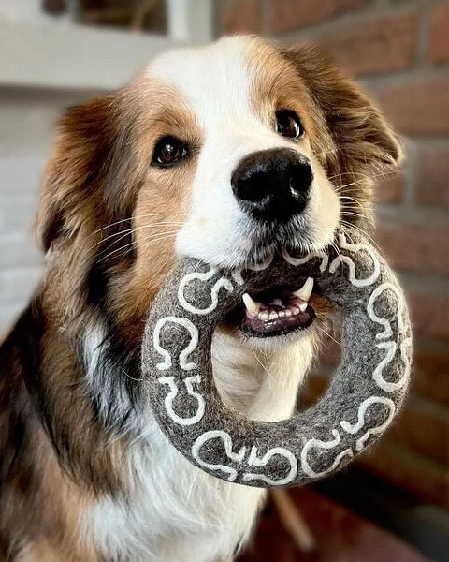Wooliie Hunde-Spielset aus 100 % naturbelassener Schurwolle – handgefertigt & schadstofffrei (3er-Bundle) - Dumbbell & Ring – Ansicht 3