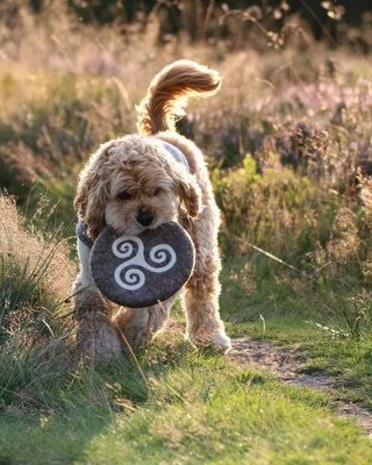 Wooliie Hunde-Spielset aus 100 % naturbelassener Schurwolle – handgefertigt & schadstofffrei (3er-Bundle) - Frisbee & Star – Ansicht 4