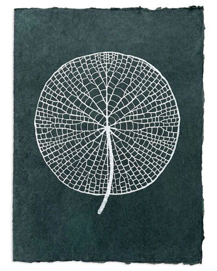Veskor Cassiopeia VICTORIA AMAZONICA Seerosenblatt Linoldruck