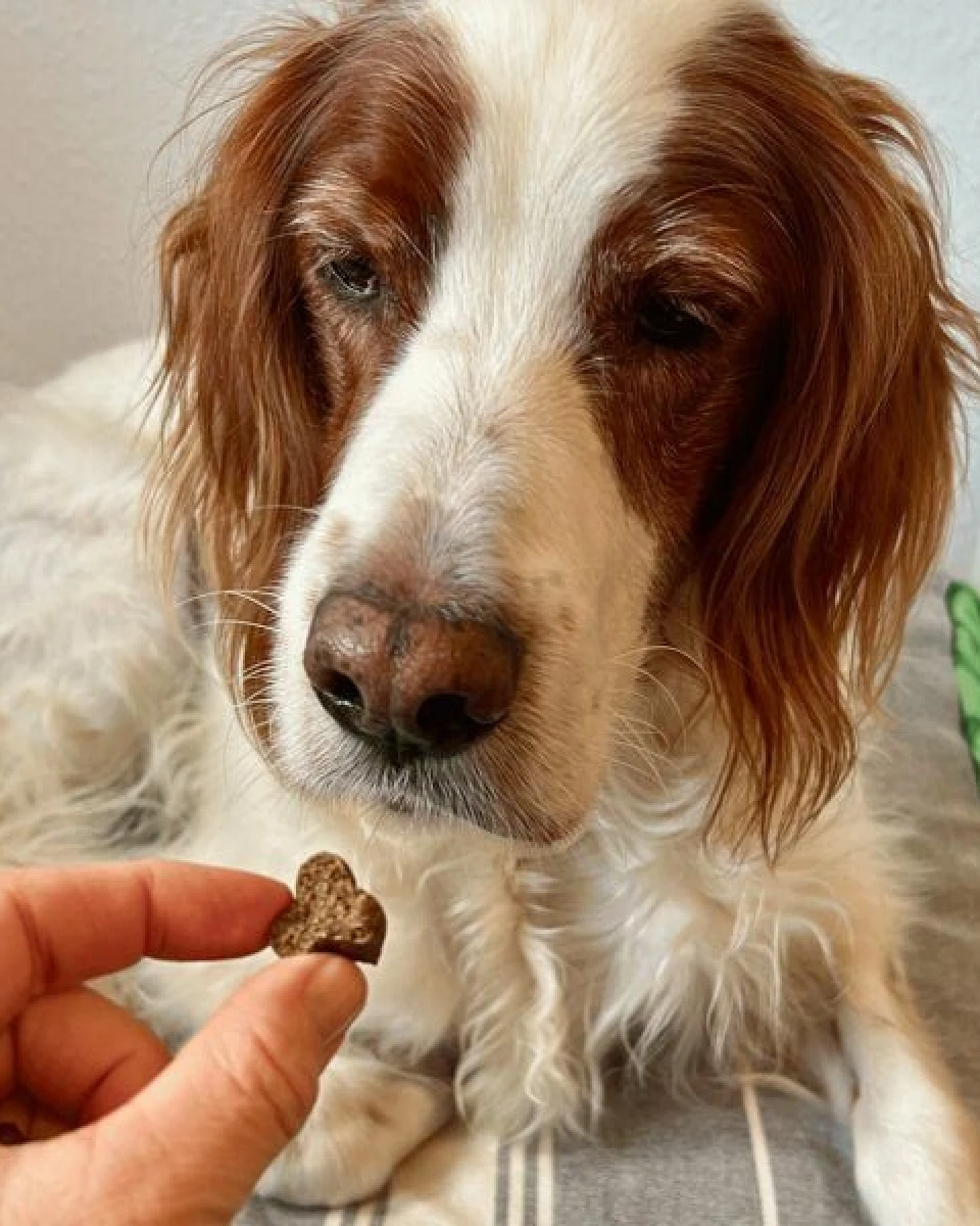 GOOPSI Insekten Hundeleckerli, Hundesnack ab 125g – Ansicht 3