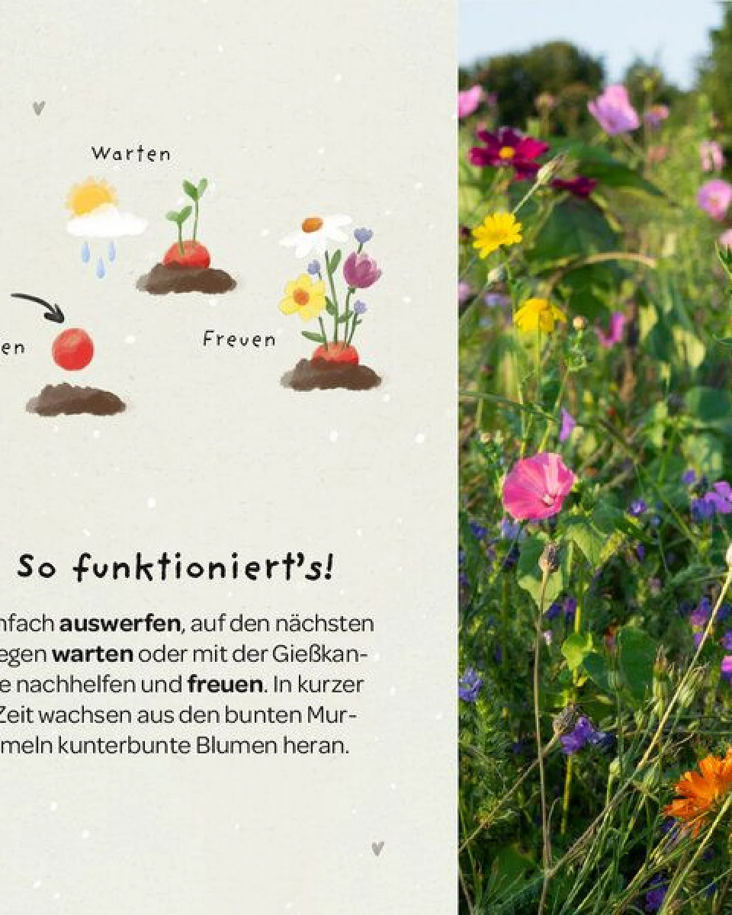 Die Stadtgärtner 5 bunte Blumenmurmeln im Tütchen mit Wildblumensaatgut – Ansicht 3