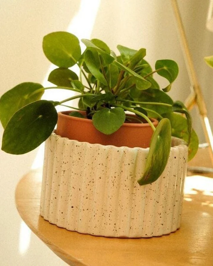 Pepin Pflanztopf Paula (M)