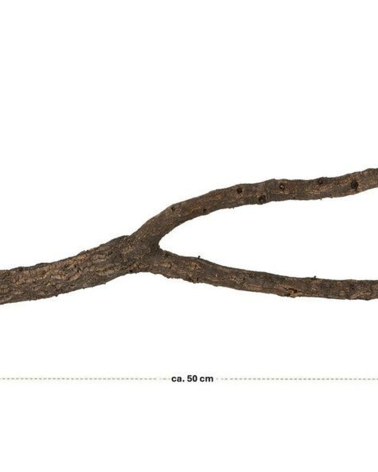 Kork-Deko Korkast mit Gabelung 50 cm – Ansicht 2