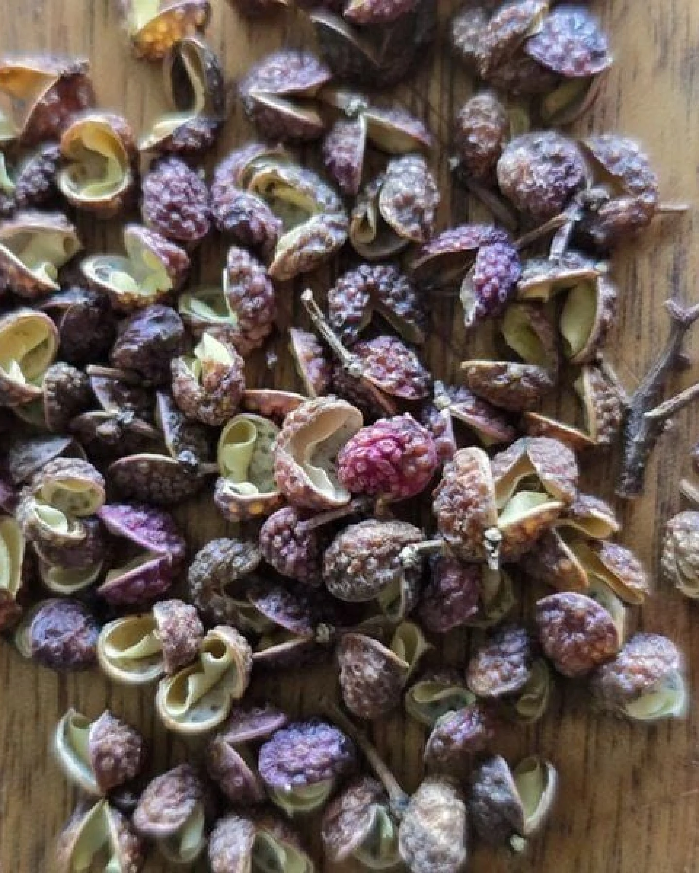 BAGHI Bhutanpfeffer bio mit ausgeprägten Grapefruit- und Zitrus-Aromen aus Wildsammlung Königreich Bhutan – Ansicht 3