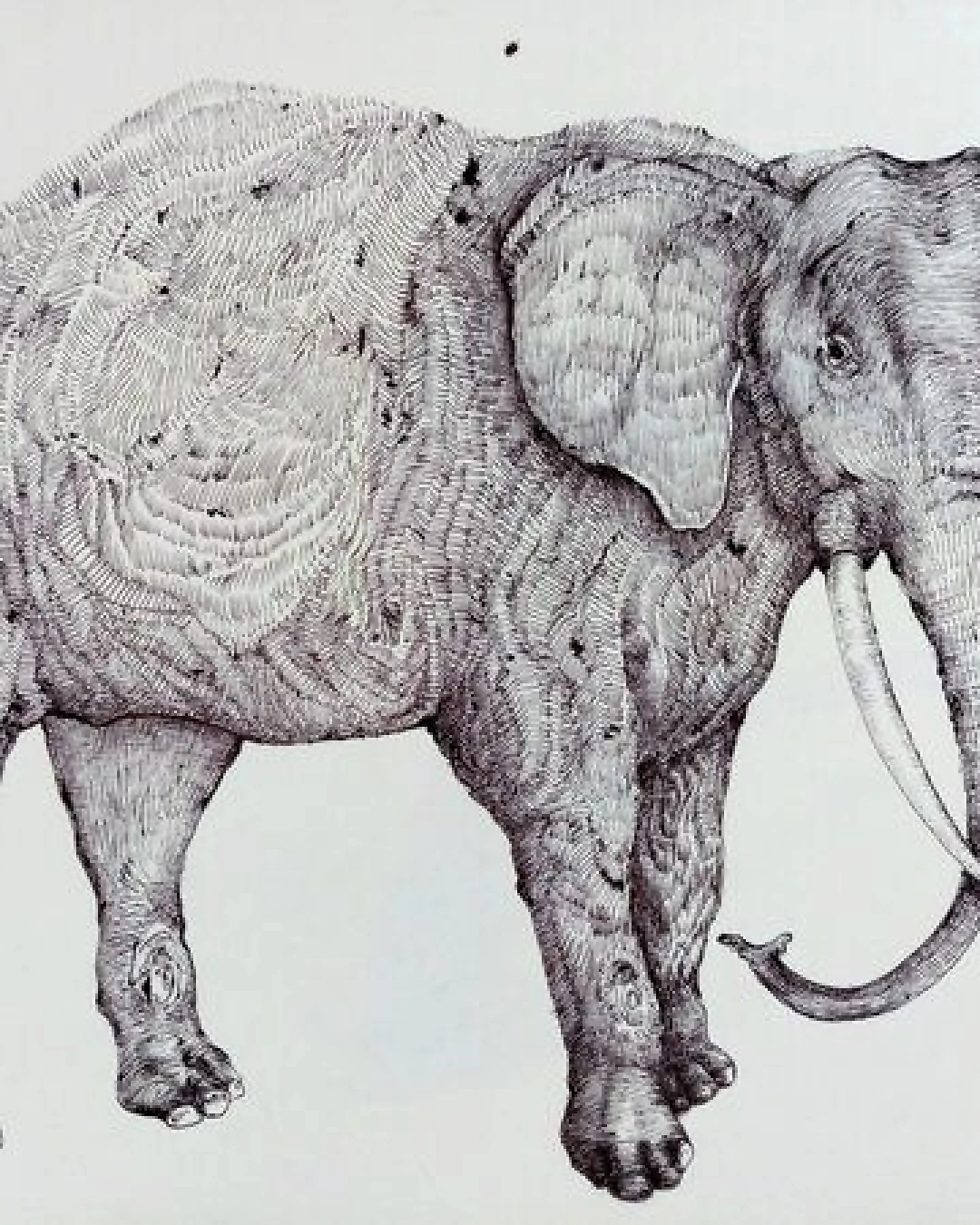 NanMa Bio-Baumwoll-Shirt Elefant – Ansicht 2