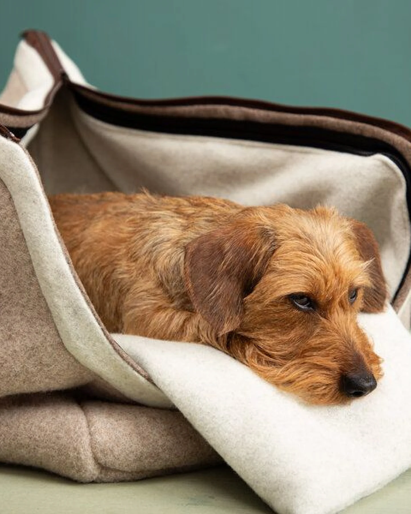 nahtur-design Hundetasche Beige – 100 % Schurwolle Loden – Ansicht 4