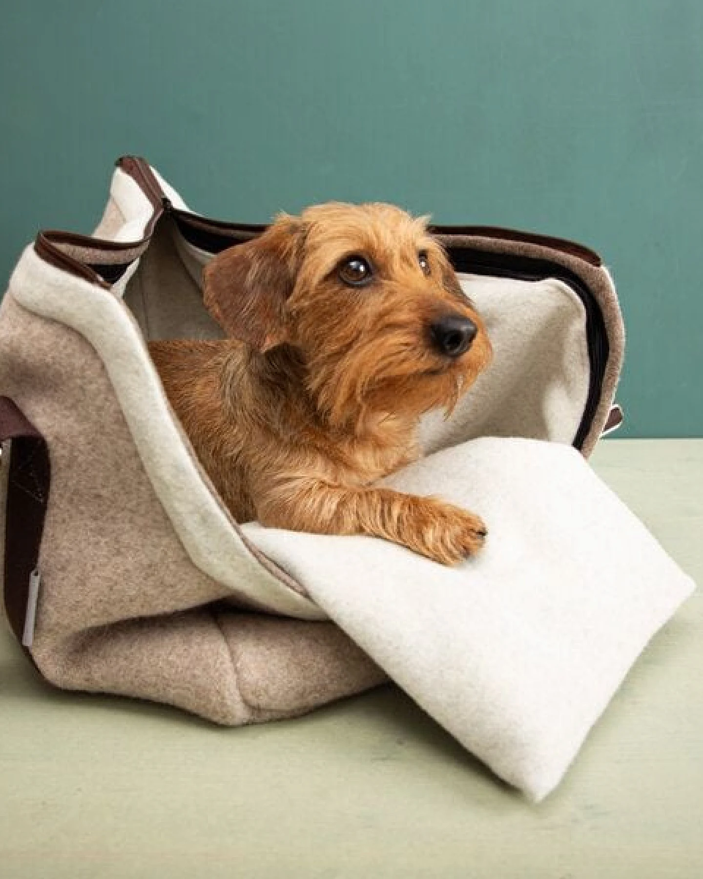 nahtur-design Hundetasche Beige – 100 % Schurwolle Loden – Ansicht 3