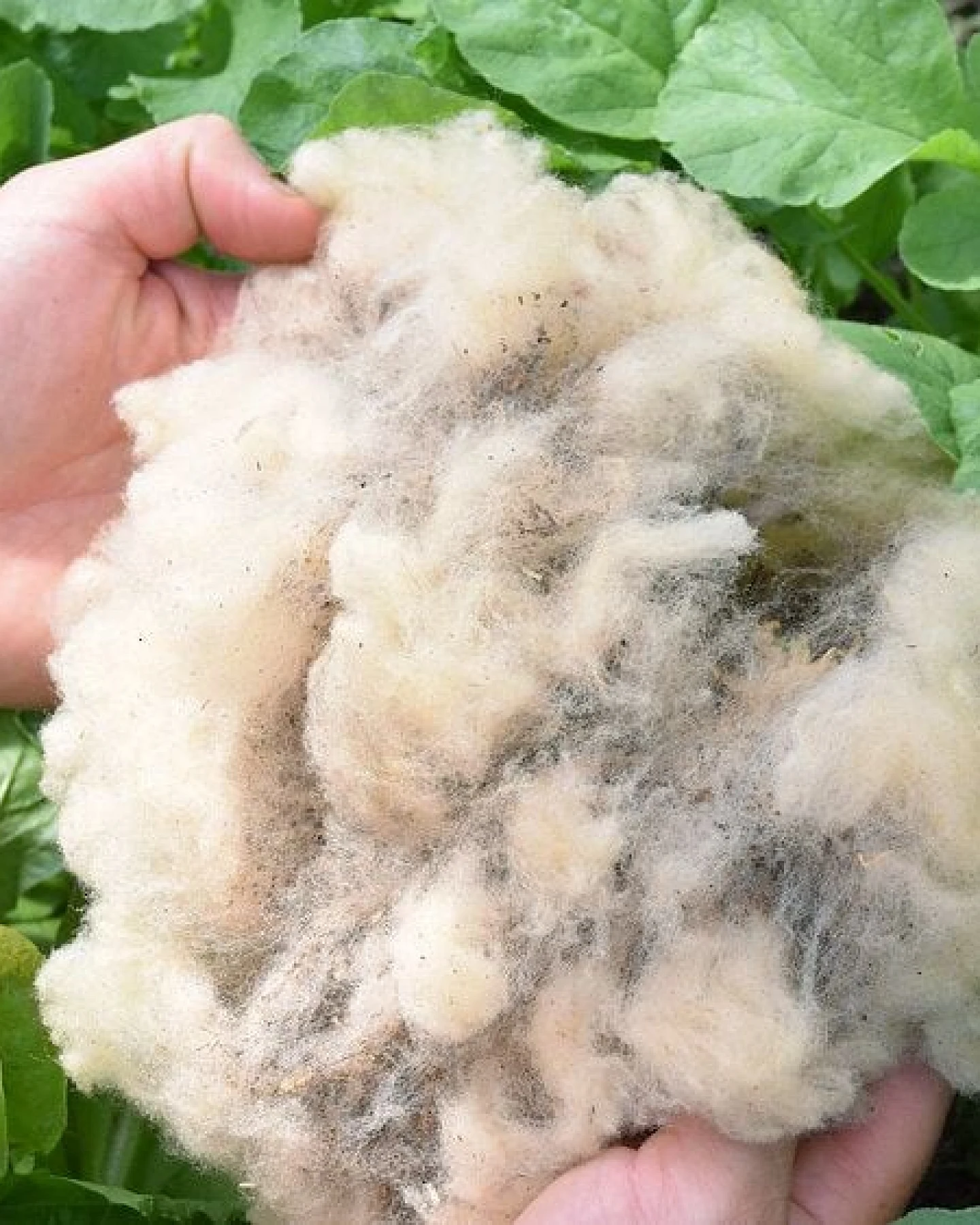 naturling Schafwolle - Dünger Schneckenschutz und Wasserspeicher – Ansicht 2
