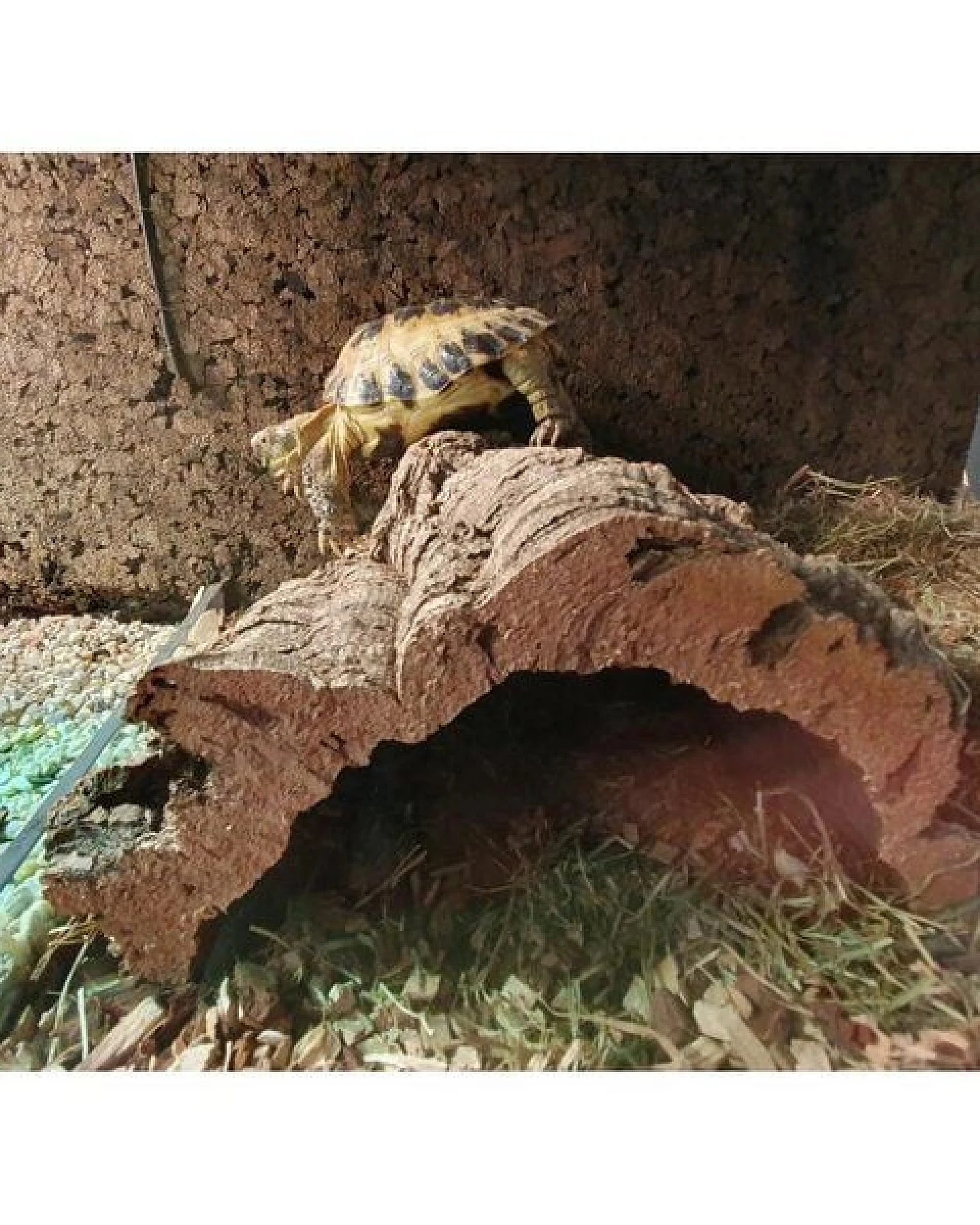 Kork-Deko XL Terrarien Rückwand aus expandiertem Kork – Ansicht 4