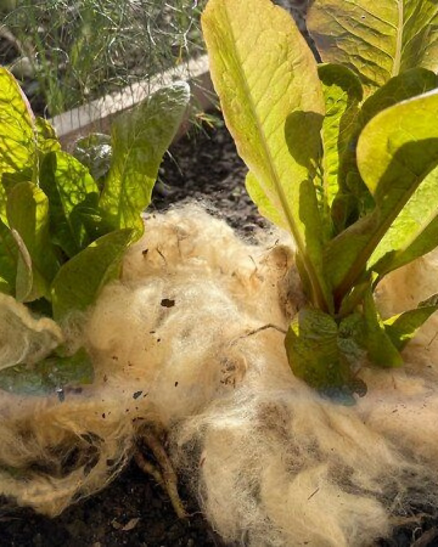naturling Schafwolle - Dünger Schneckenschutz und Wasserspeicher – Ansicht 3