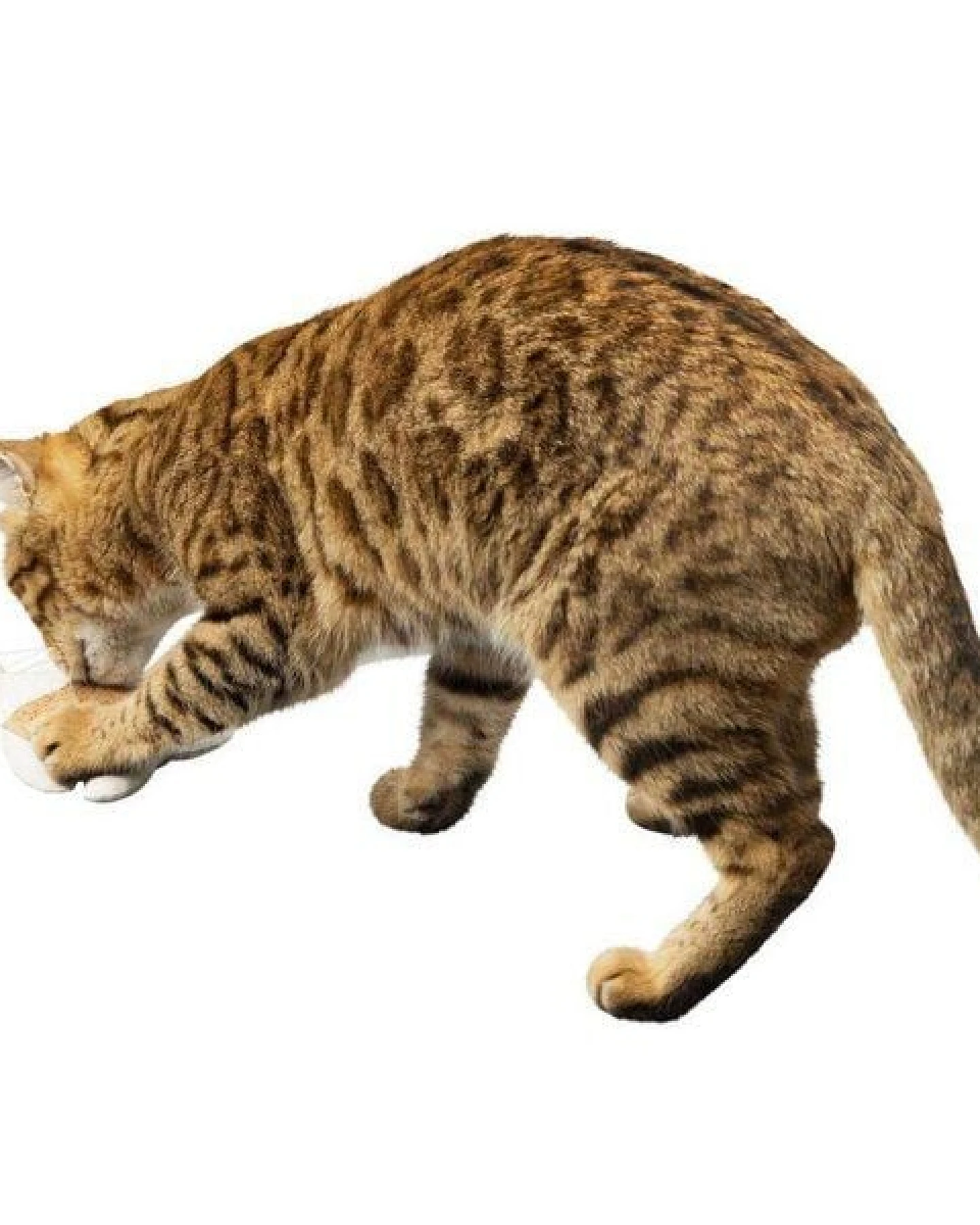 Kork-Deko Katzenangel (Dreieck-Form) mit Füllung aus Katzenminze (EU-Anbau) – Ansicht 4