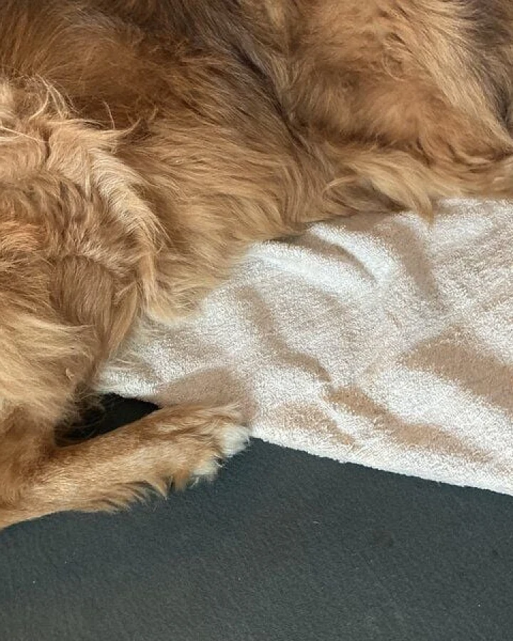 mio eco Hochwertiges Hunde Handtuch groß aus Retoure-Handtüchern zero waste