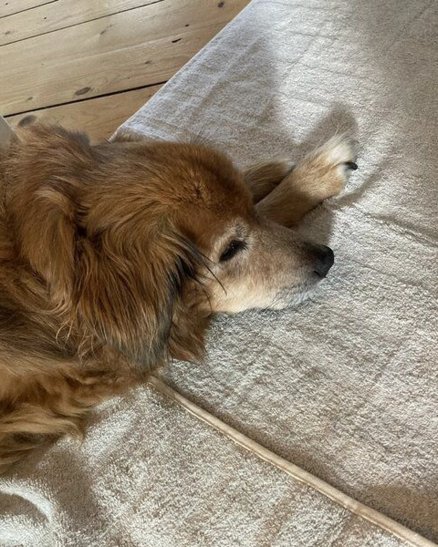 mio eco Hochwertiges Hunde Handtuch groß aus Retoure-Handtüchern zero waste – Ansicht 2