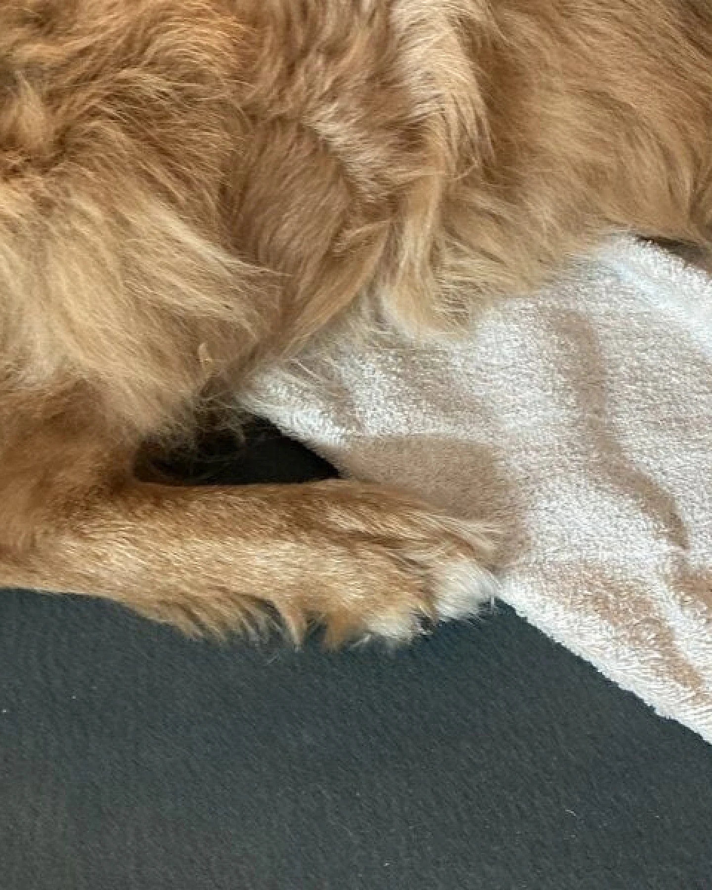 mio eco Hochwertiges Hunde Handtuch klein aus Retoure-Handtüchern zero waste – Ansicht 3