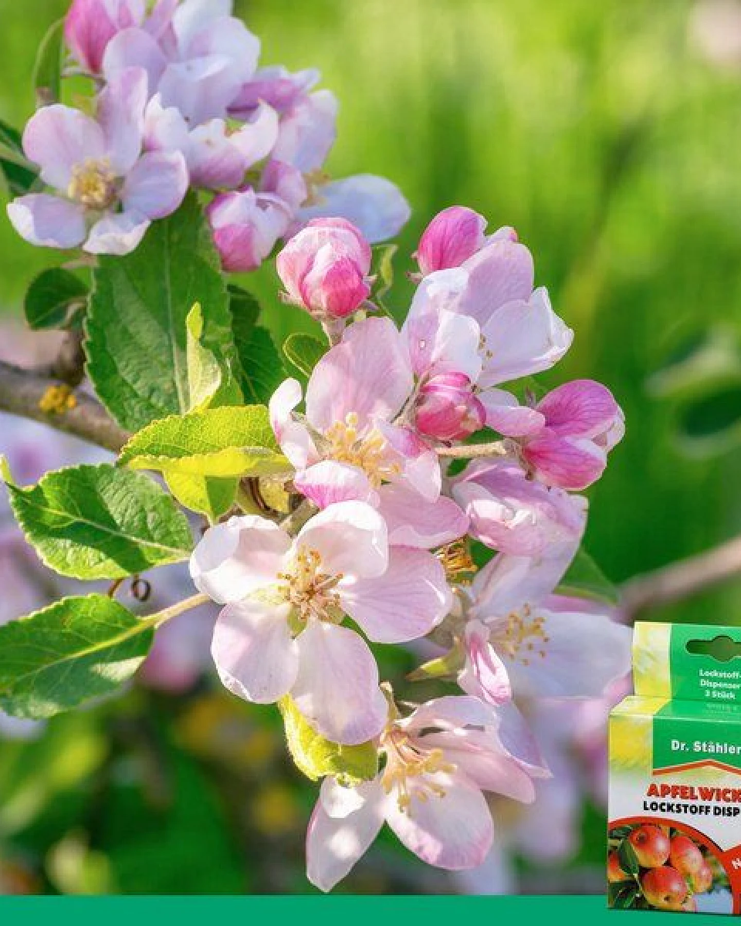 Silberkraft Apfelwickler Pheromon-Lockstoff Nachfüllpack: Effektiver Schutz für Obstbäume – Ansicht 3
