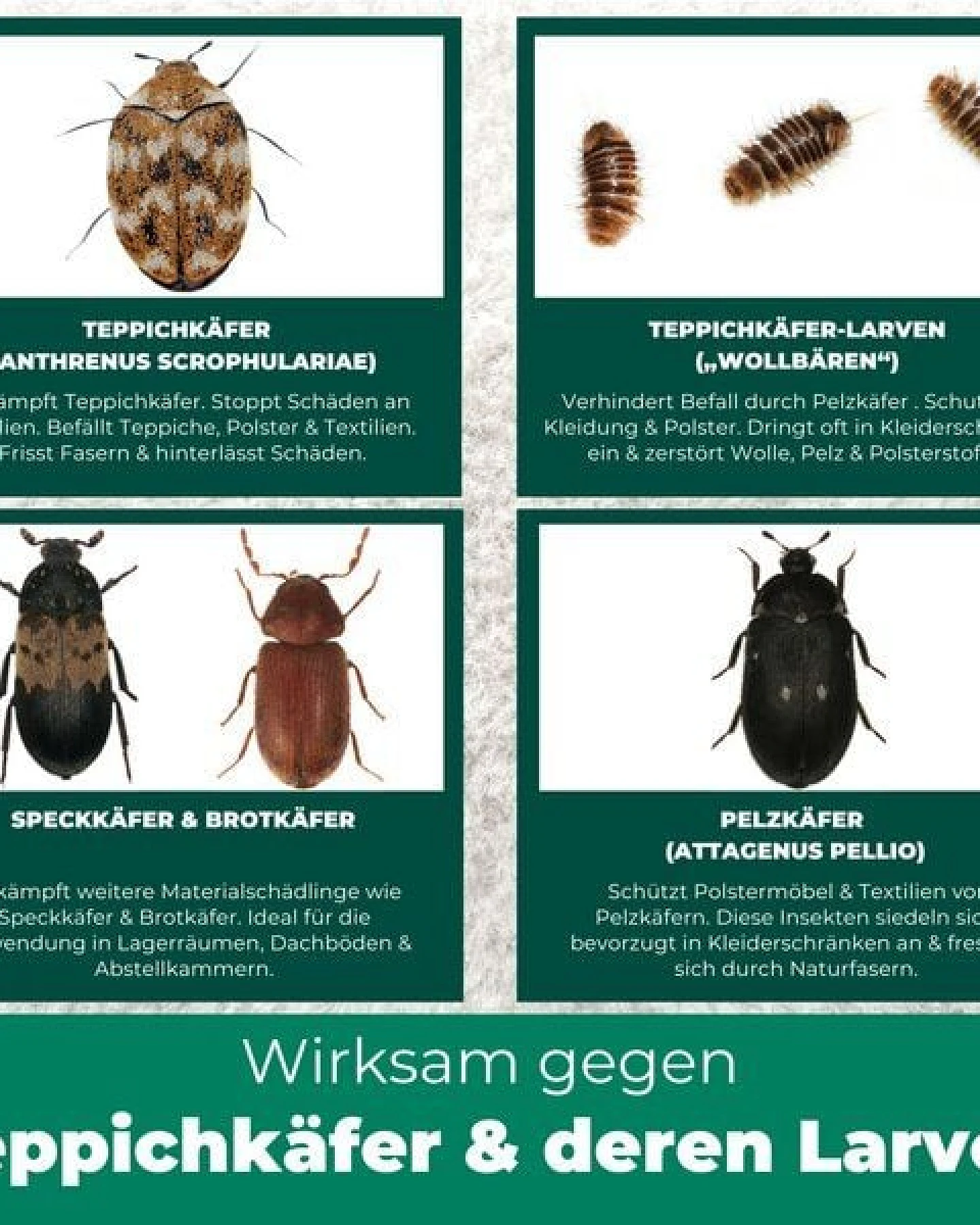 Silberkraft Teppichkäfer Spray - Teppichkäfer vertreiben & loswerden – Ansicht 4