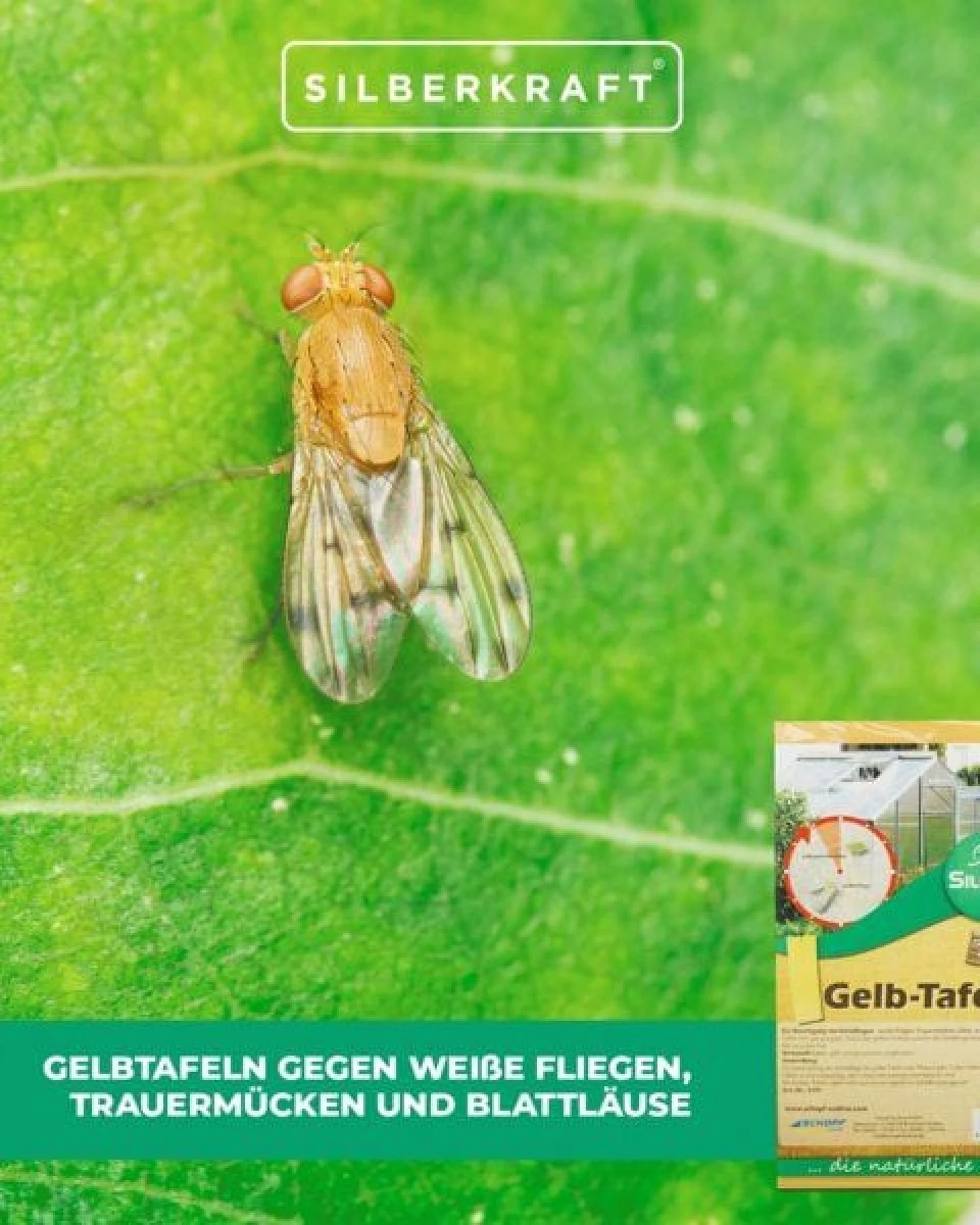 Silberkraft Silence Gelbtafeln: Effektive Lösung gegen weiße Fliegen, Trauermücken, Obst- und Essigfliegen – Ansicht 4