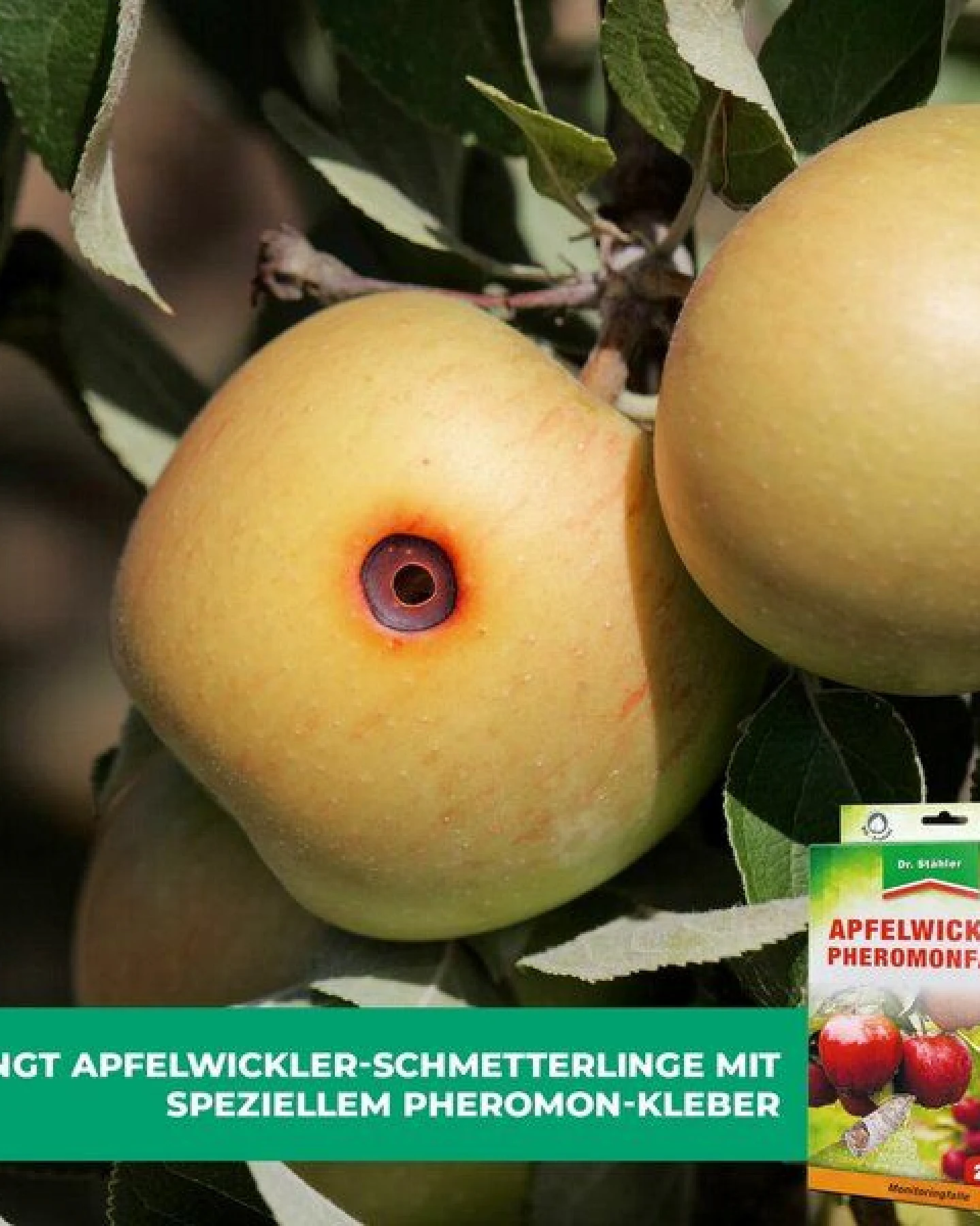 Silberkraft Apfelwickler Pheromonfalle: Effektiver Schutz für Obstbäume – Ansicht 3