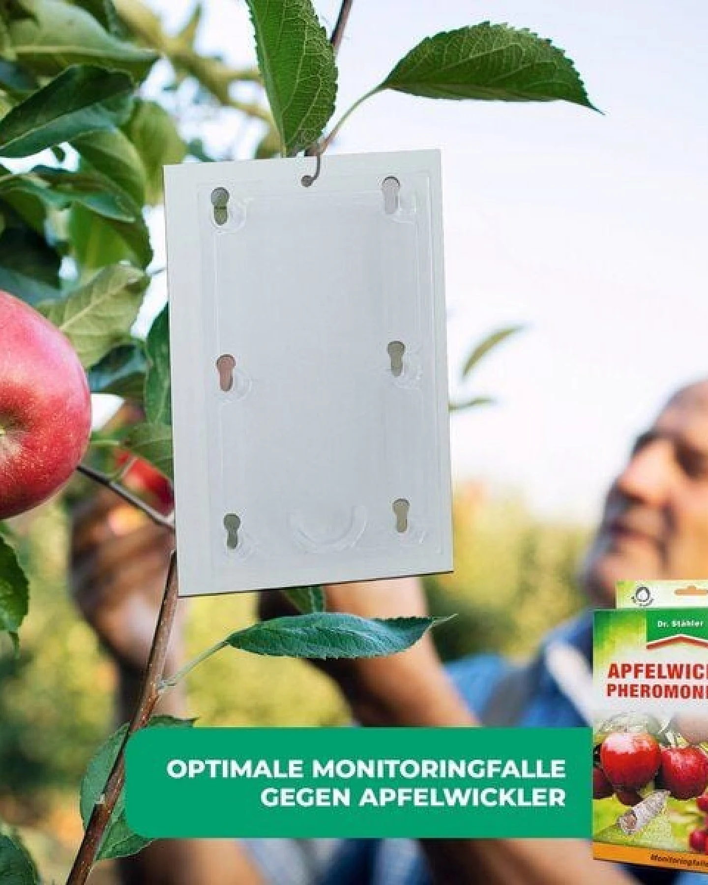 Silberkraft Apfelwickler Pheromonfalle: Effektiver Schutz für Obstbäume – Ansicht 4