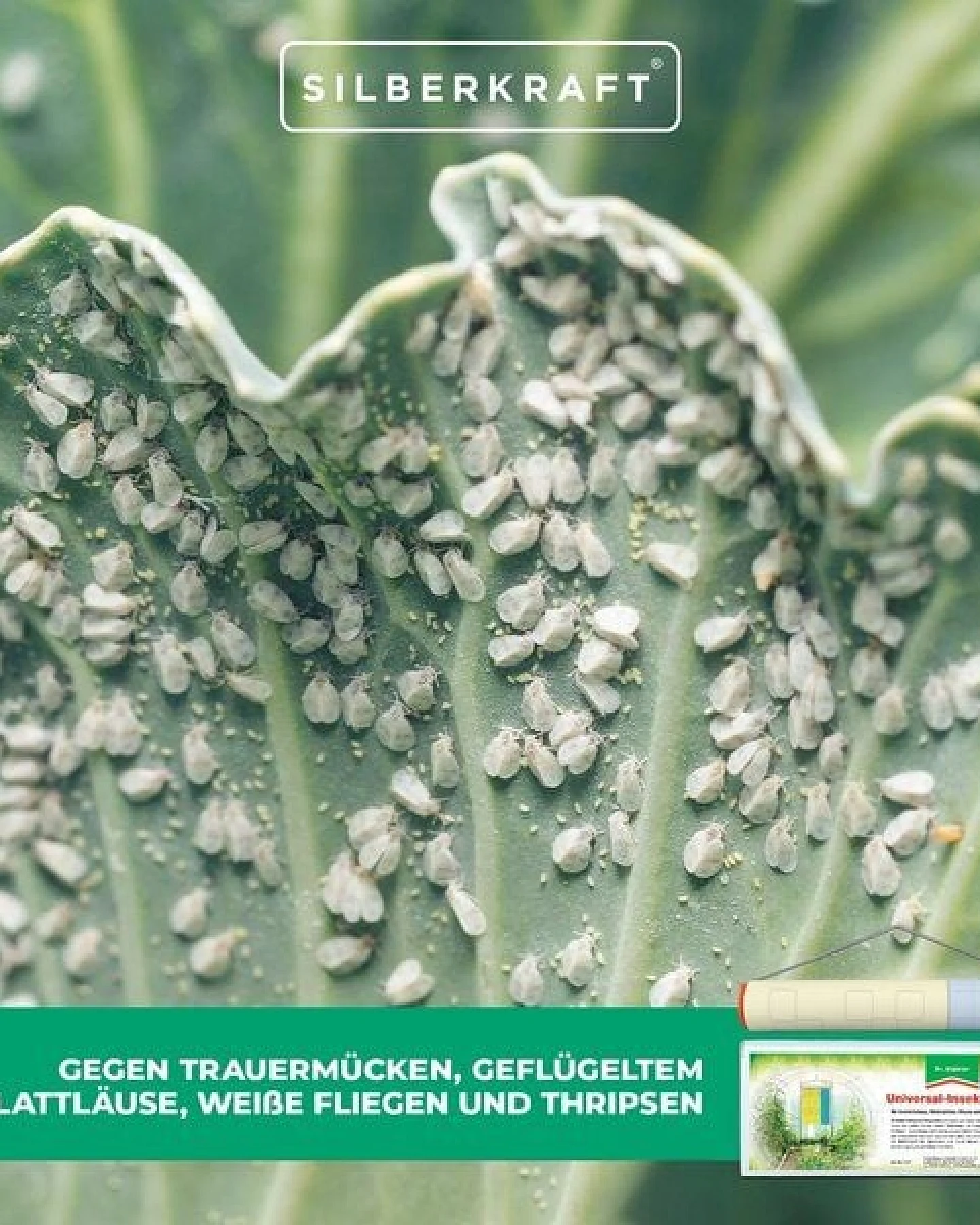 Silberkraft Universal Insektenrolle: Zum Fangen von Trauermücken, geflügelten Blattläusen, weißen Fliegen und Thripsen – Ansicht 4