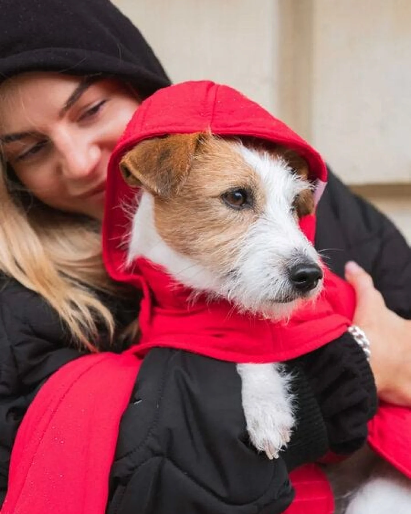 The New Orchard Dog Hoodie Navy, Rot, Blau – Ansicht 3