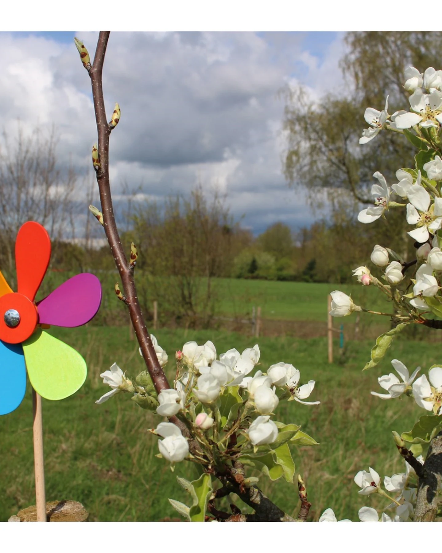 goki Windmühle aus Holz Blume bunt Höhe 37 cm, Durchmesser 14,5 cm – Ansicht 2
