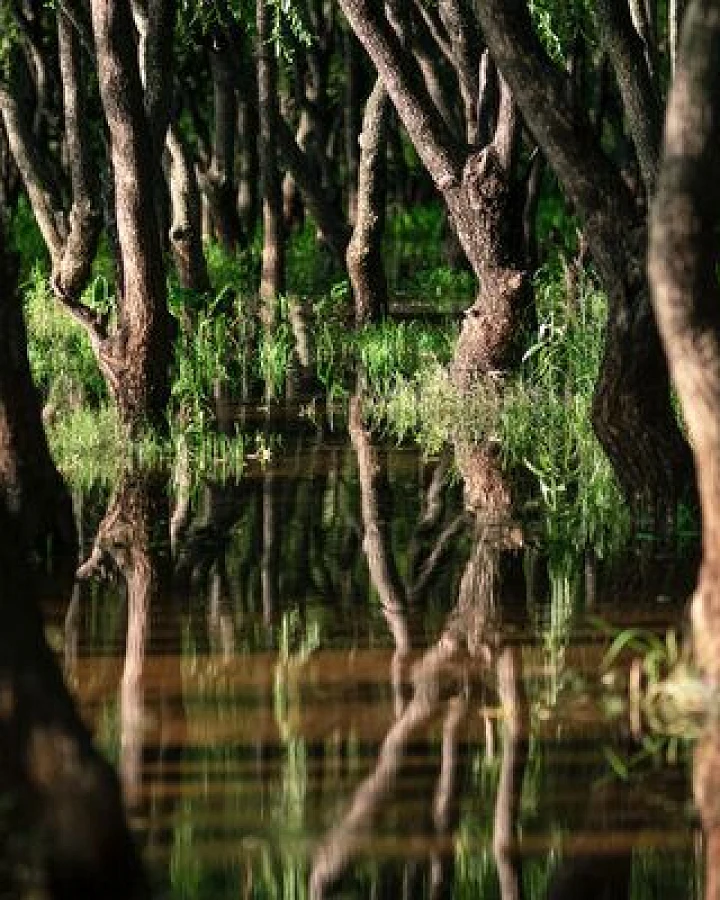 Photocircle Poster / Leinwandbild - Swampy Reflections
