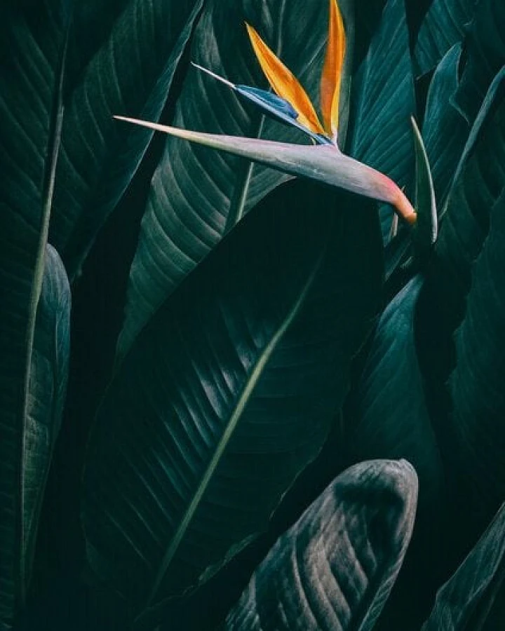Photocircle Poster / Leinwandbild - Bird of paradise