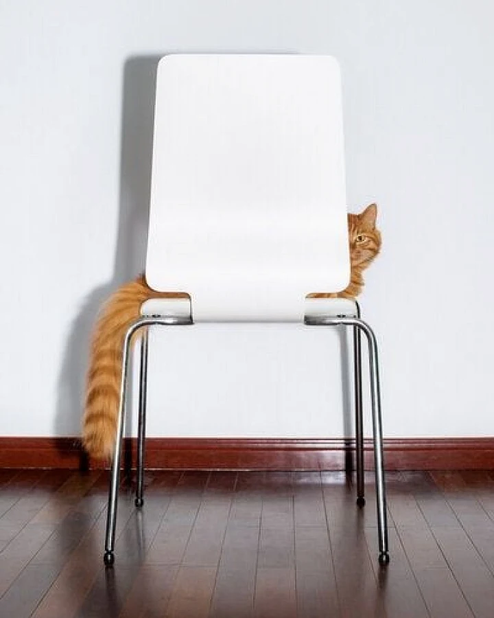 Photocircle Poster / Leinwandbild - Chair Cat