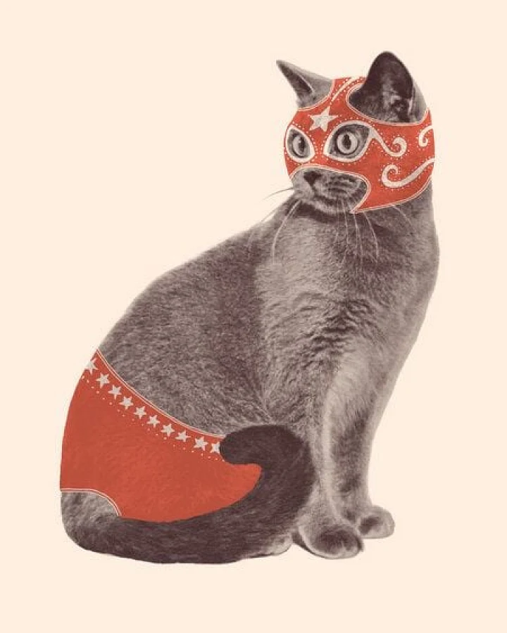 Photocircle Poster / Leinwandbild - Chat Catcheur