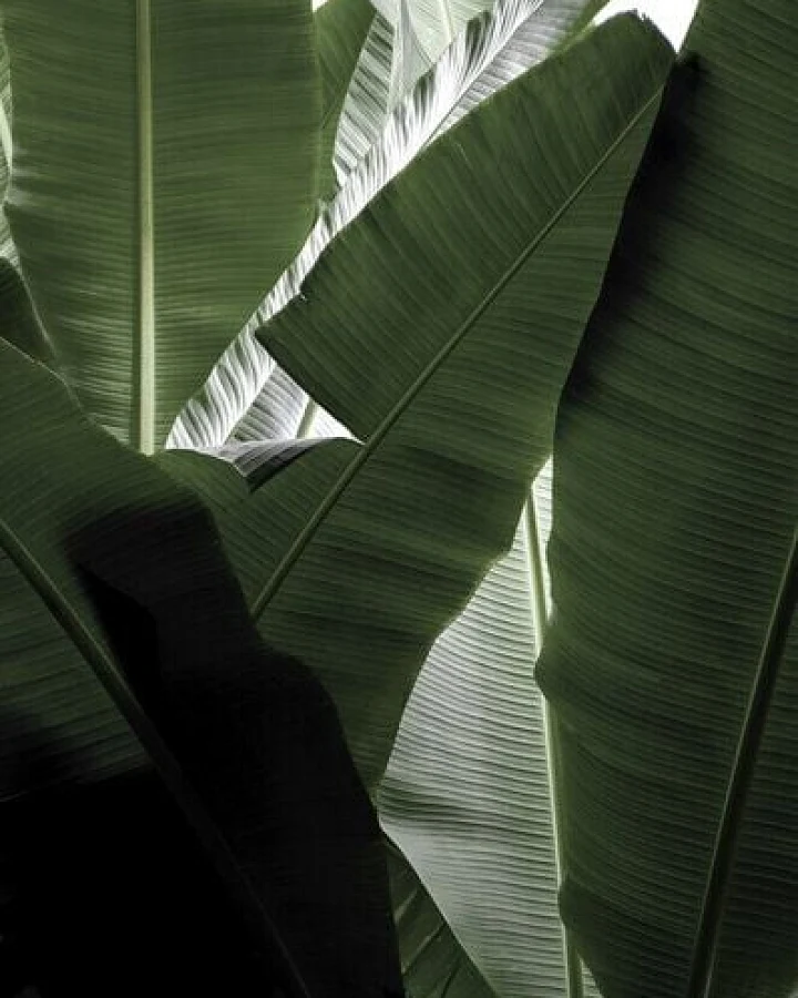 Photocircle Poster / Leinwandbild - banana beach palm boogy