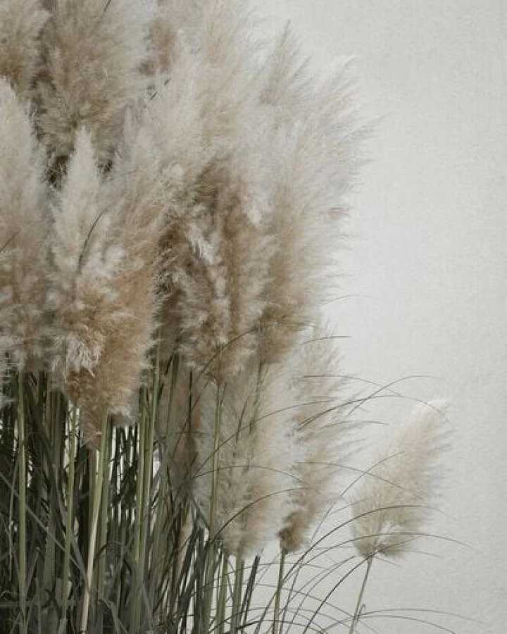 Photocircle Poster / Leinwandbild - pampas grass cloudy HEAVEN