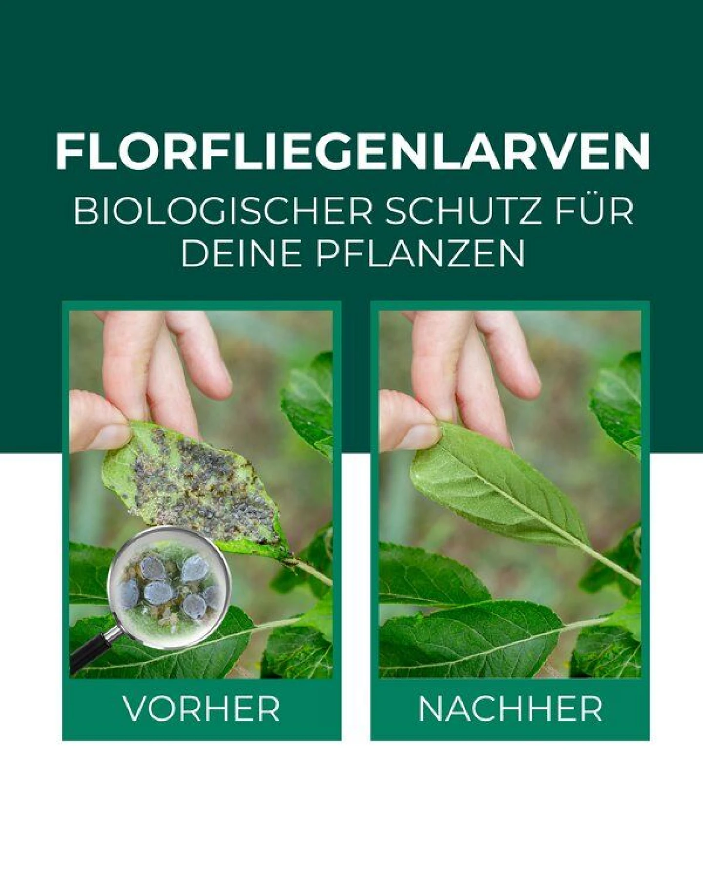 Silberkraft Florfliegenlarven gegen Blattläuse, Woll- & Schmierläuse, Spinnmilben, Thripse & weiße Fliegen – Ansicht 2