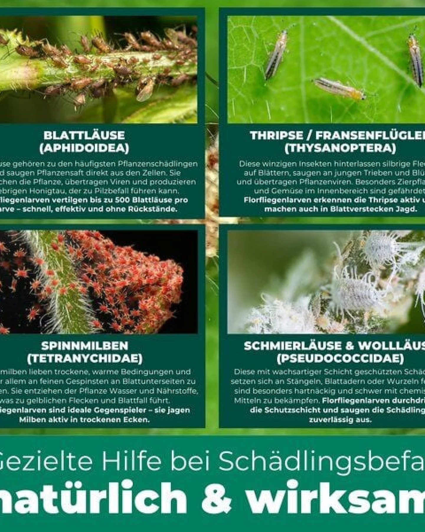 Silberkraft Florfliegenlarven gegen Blattläuse, Woll- & Schmierläuse, Spinnmilben, Thripse & weiße Fliegen – Ansicht 3