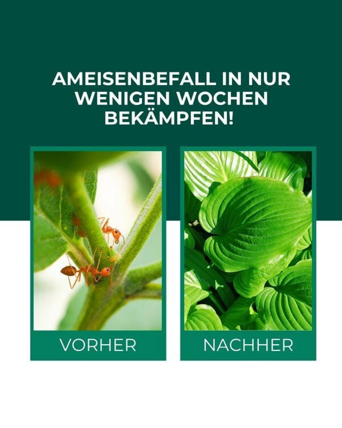 Silberkraft SF Nematoden gegen Ameisen – Ansicht 2