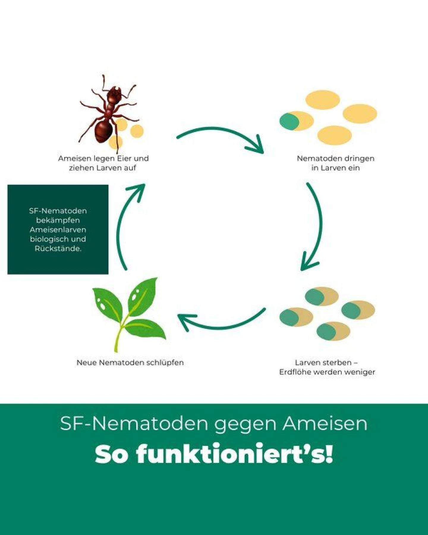 Silberkraft SF Nematoden gegen Ameisen – Ansicht 4