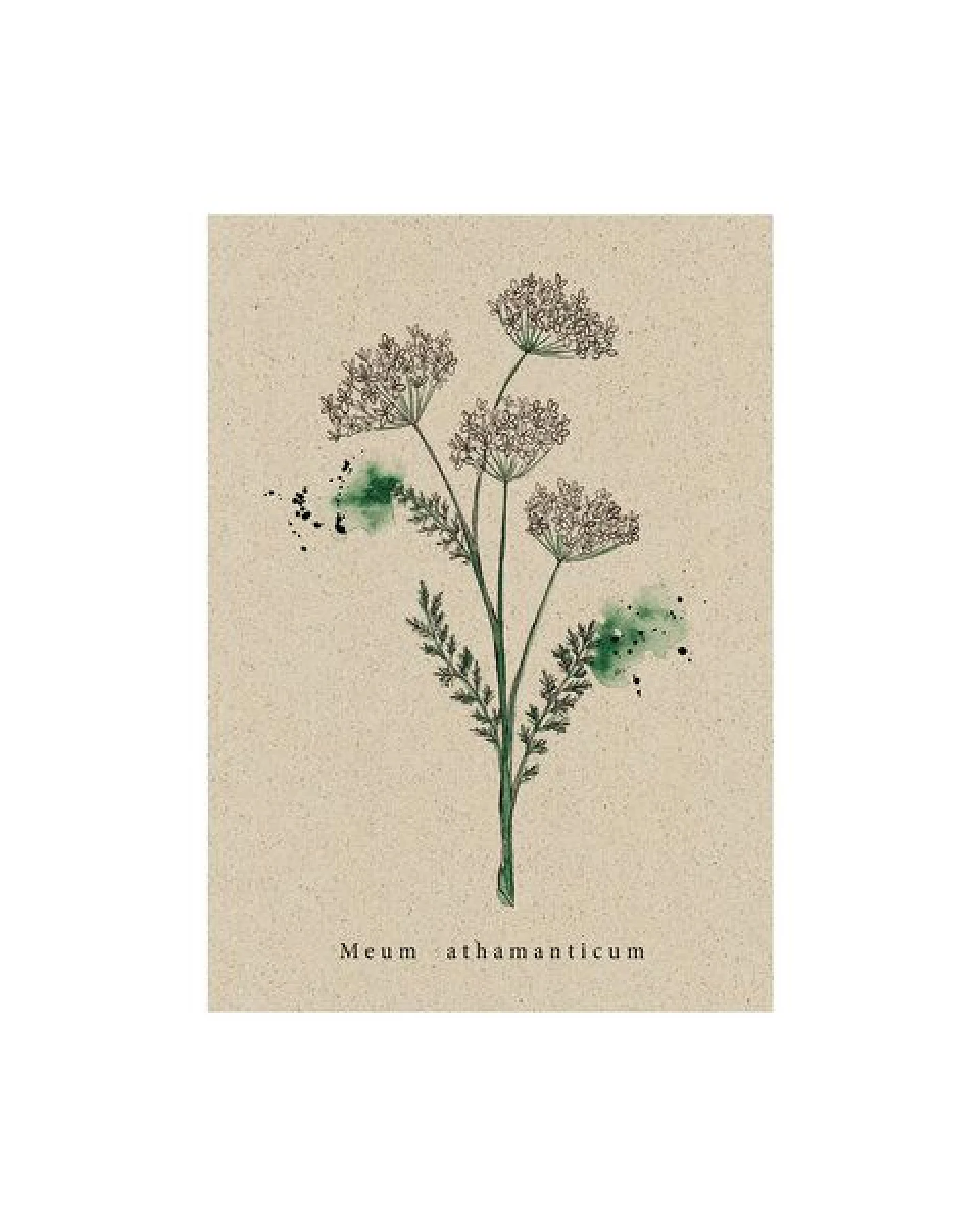 matabooks® Vintage botanische A6 Postkarte mit Blumenmotiv aus nachhaltigem Graspapier – Ansicht 3
