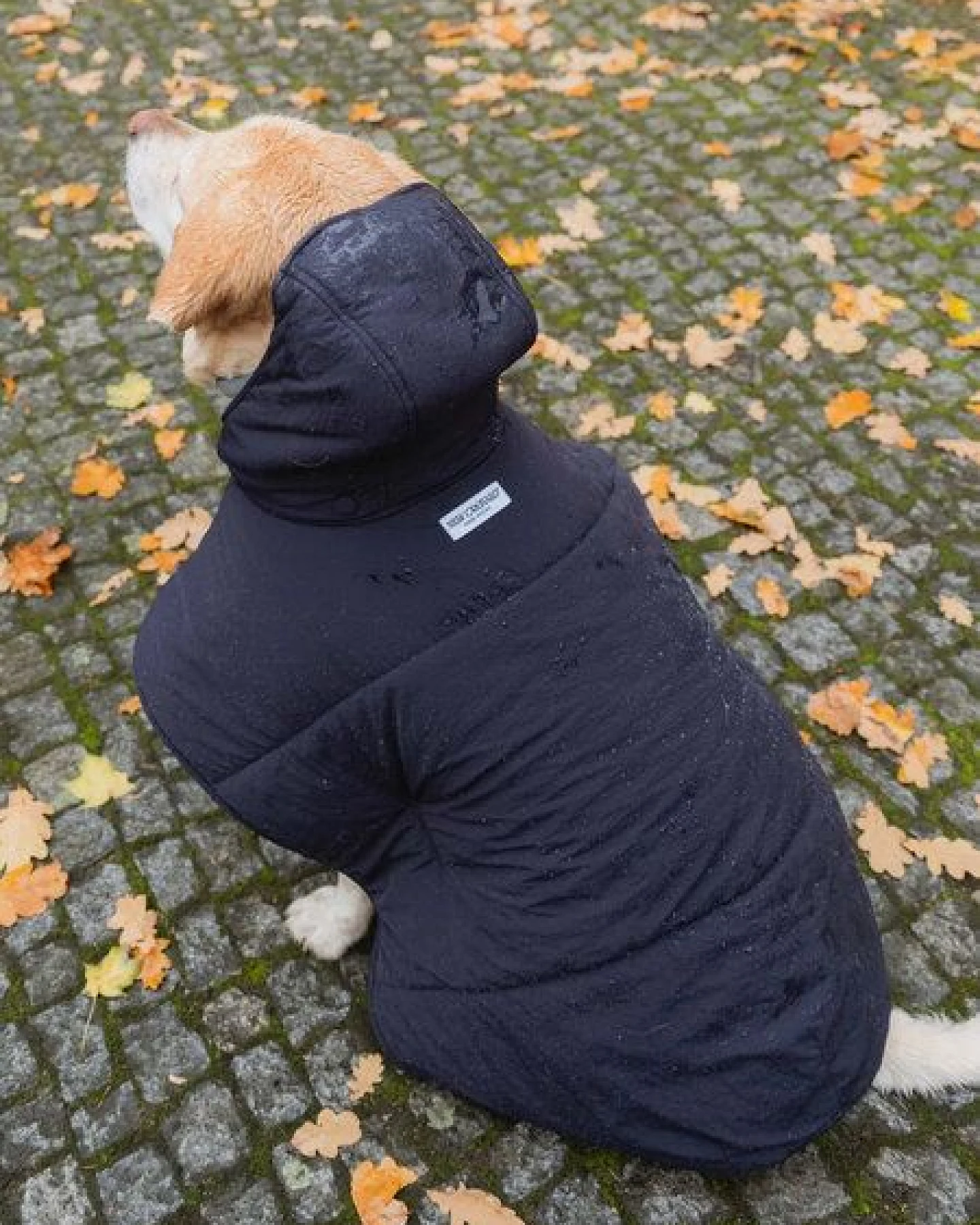 New Orchard Dog Hoodie Navy, Rot, Blau – Ansicht 4
