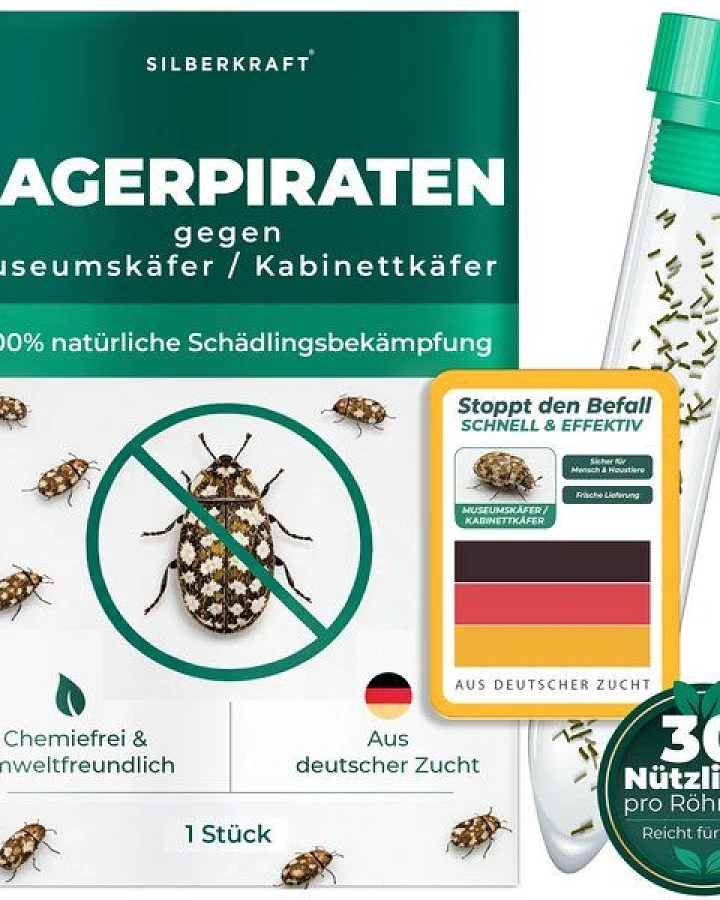 Silberkraft Lagerpiraten gegen Museumskäfer / Kabinettkäfer (Raubwanze Xylocoris Xylocoris flavipes)